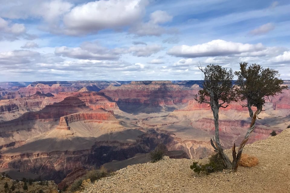 A canyon with layered rock formations and a lone tree in the foreground.