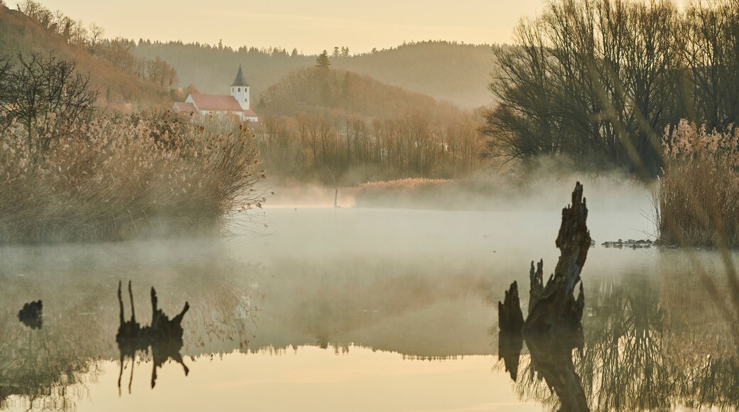 Sunrise and mist above a billabong in the Danube River with old wood; Tegernheim, Bavaria, Germany