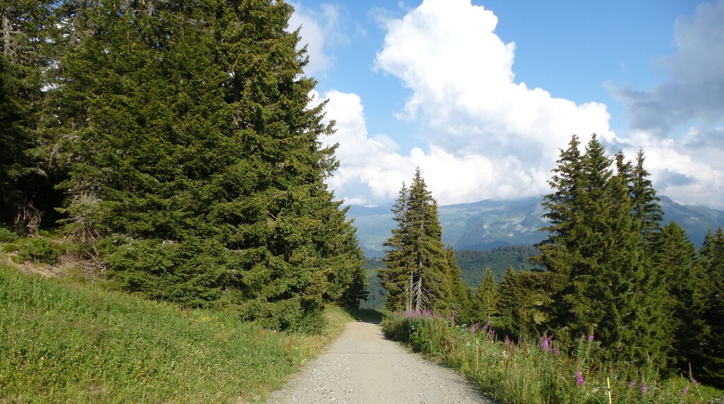 le sentier du chard du beurre