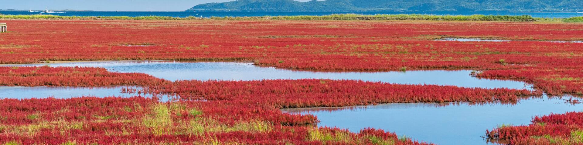 能取湖 サンゴ草 紅葉