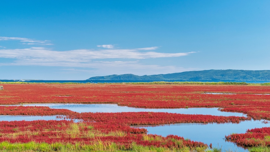 能取湖 サンゴ草 紅葉