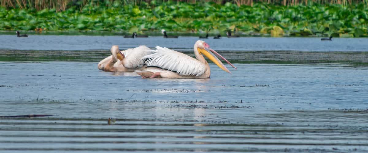 A pelican resting on water with a dense green vegetation background.