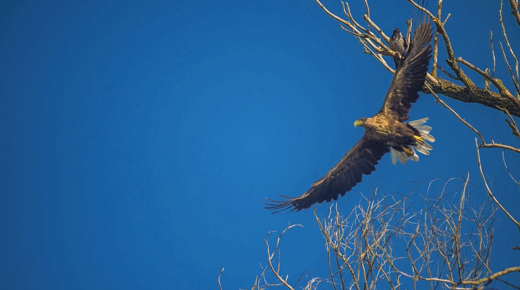 Eagle taking off in the Danube Delta #UNESCO #Wildlife
#Trovember