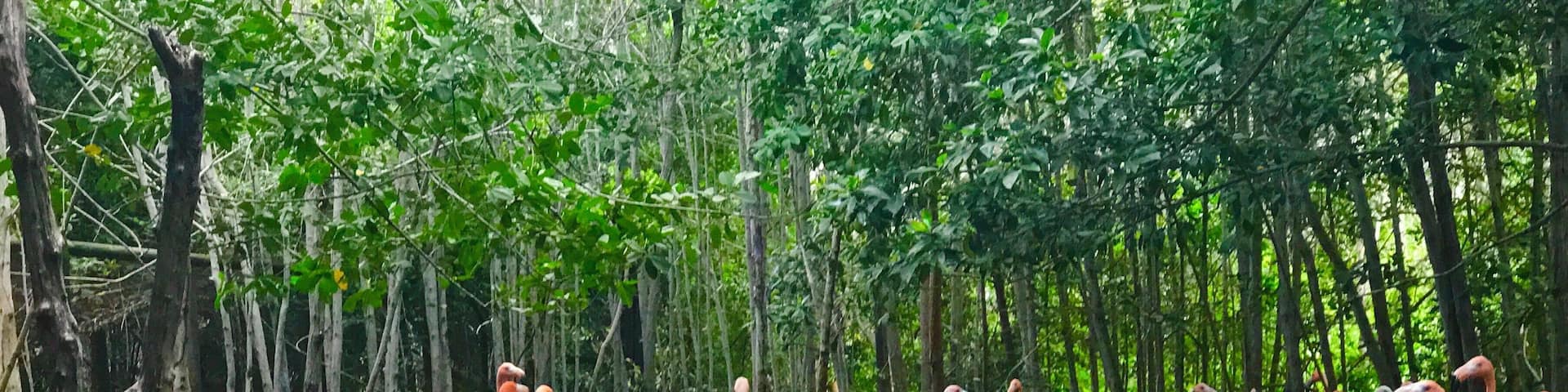 This was one of my favorite pictures from my trip to Cartagena. We hired a guide for the day and he took us out to this bird sanctuary. We would have never found this place or even have stopped had it not been for our guide. It ended up being one of my favorite things from the trip. #ontheroad