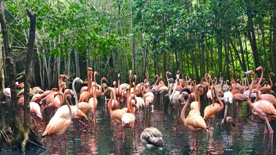 This was one of my favorite pictures from my trip to Cartagena. We hired a guide for the day and he took us out to this bird sanctuary. We would have never found this place or even have stopped had it not been for our guide. It ended up being one of my favorite things from the trip. #ontheroad