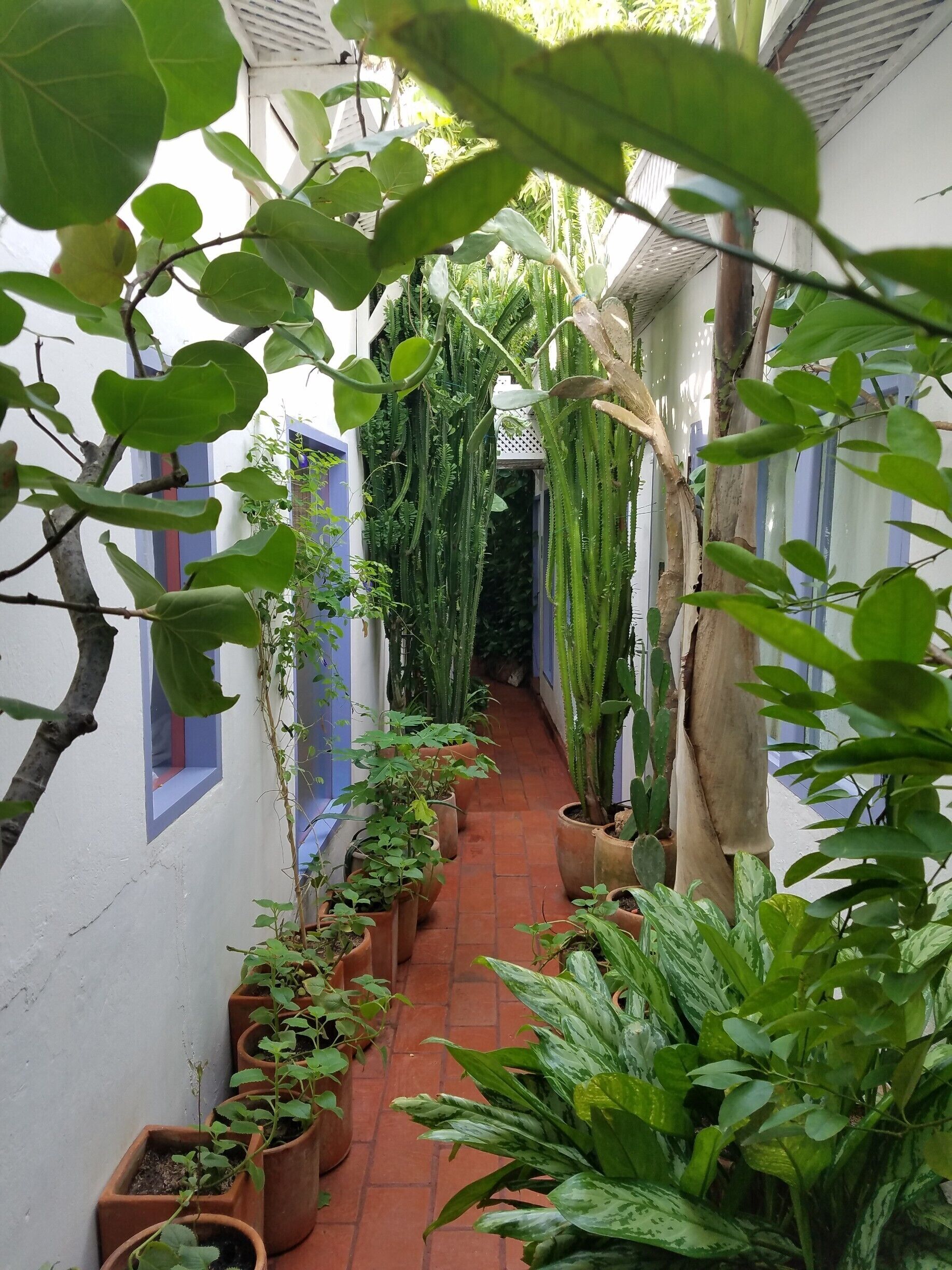 The streets of Cartagena might be 100 degrees but standing under the lush green canopy of Les Lezards' BnB you feel a much needed reprise from the heat. 
#LifeAtExpedia