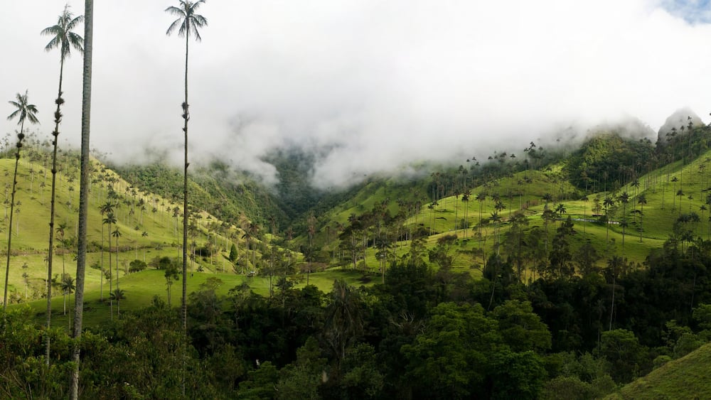 Wax palms near Salento in Colombia