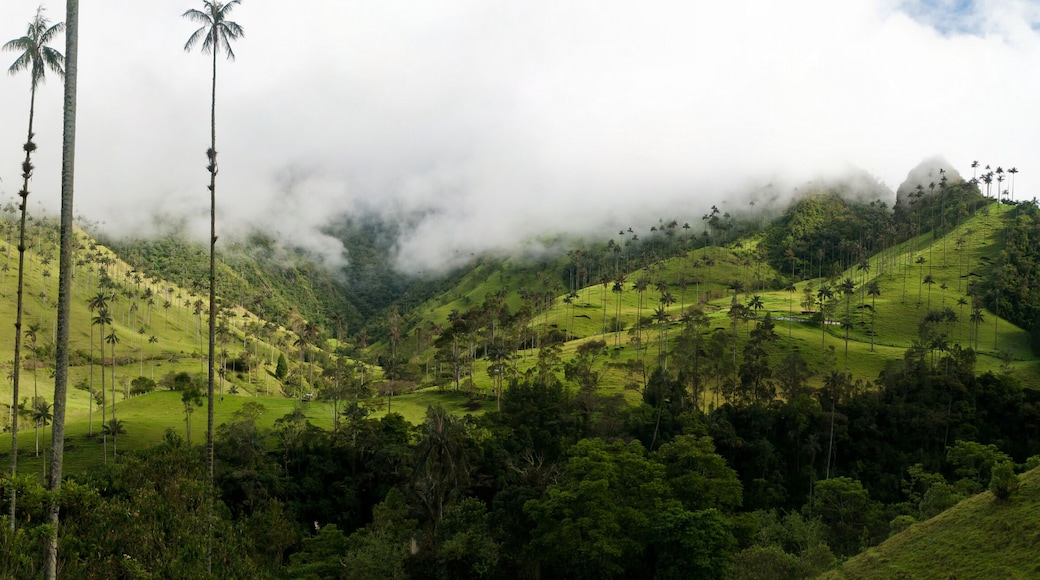 Wax palms near Salento in Colombia