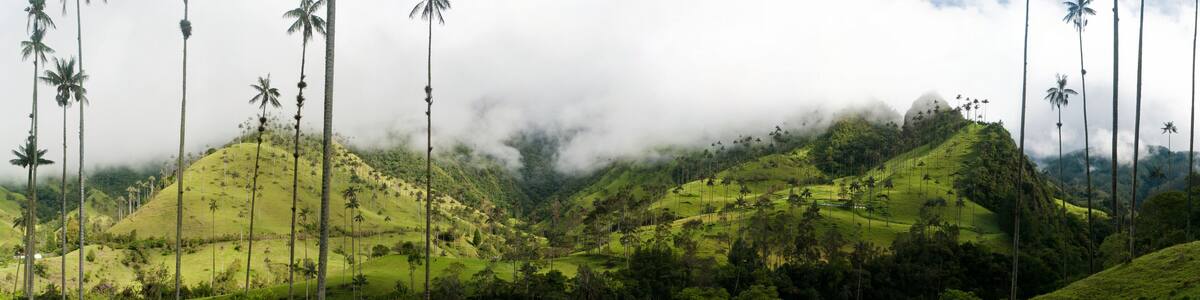Wax palms near Salento in Colombia