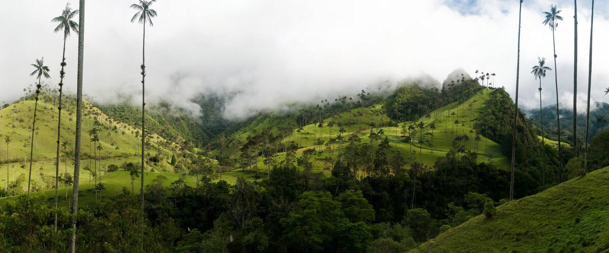 A lush green landscape with palm trees and hills.