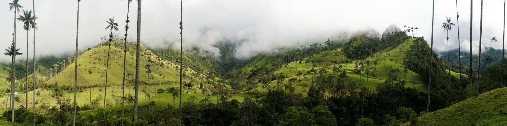 A lush green landscape with palm trees and hills.