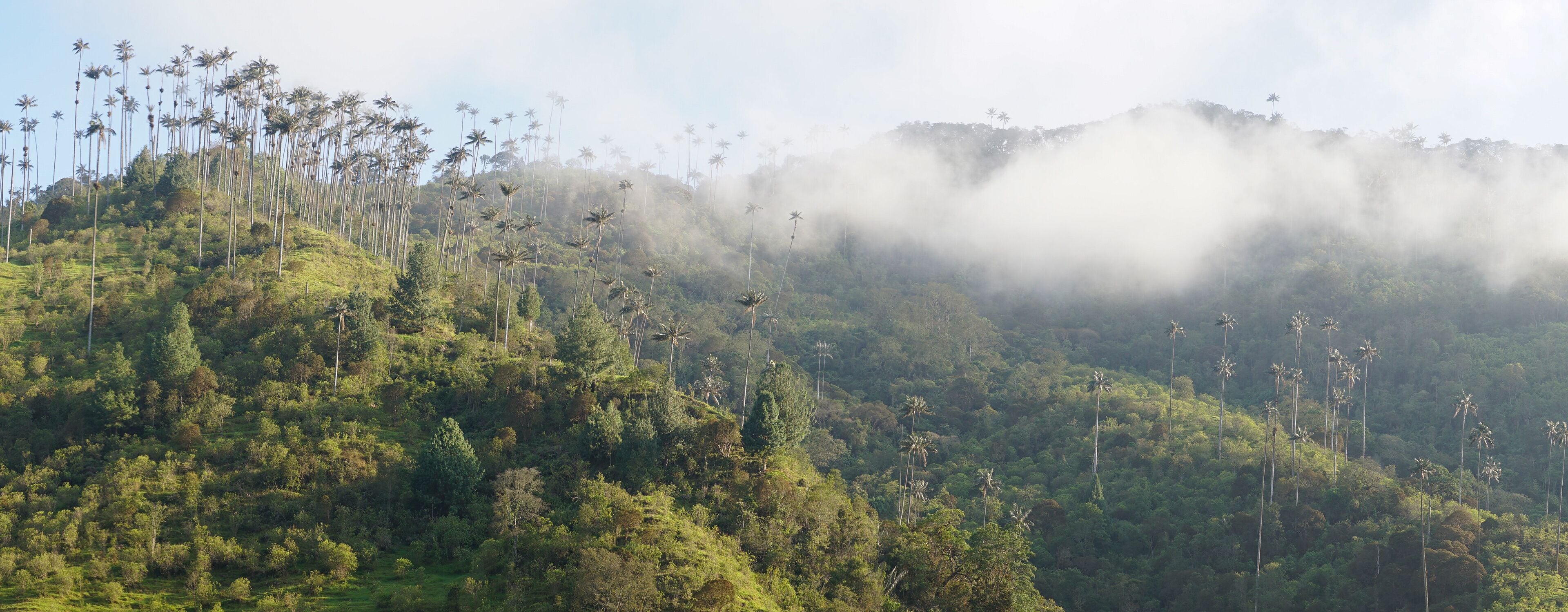 Wax Palm Tree in the Los Nevados National Natural Park near Salento, Colombia.