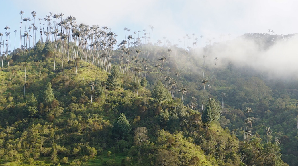 Wax Palm Tree in the Los Nevados National Natural Park near Salento, Colombia.