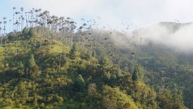 A lush green landscape with tall palm trees and a misty mountain backdrop.