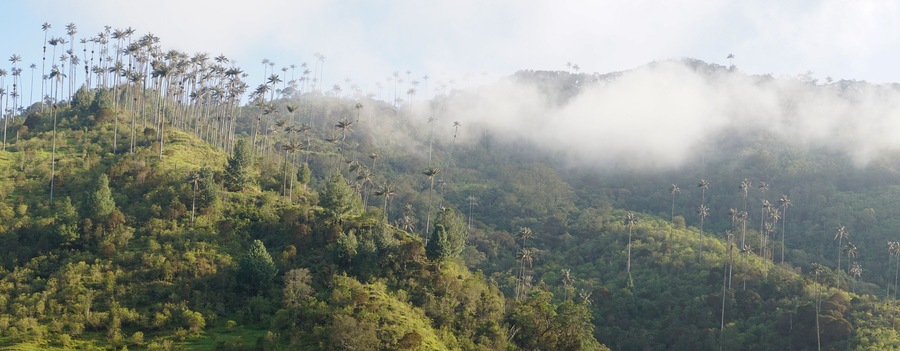 Paisagem verdejante e exuberante com palmeiras altas e montanhas envoltas em névoa ao fundo.