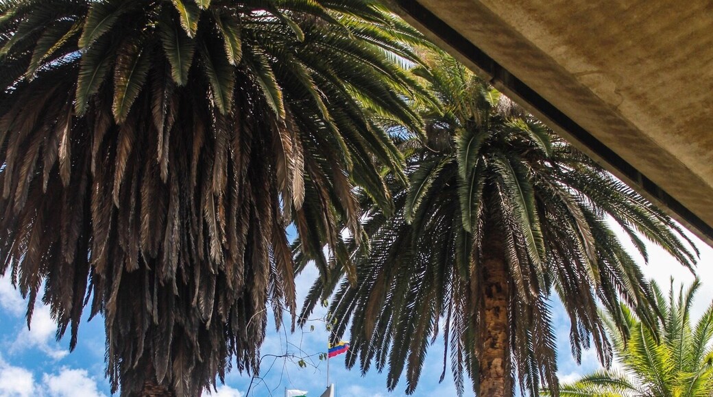 2 trademarks from Medellin. Palm trees and El Edificio Coltejer.
Did you know? It's design was inspired by a needle, #Architecture