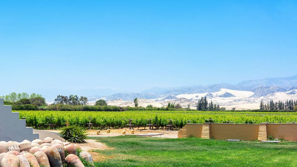 A vineyard with rows of grapevines, a grassy field, and mountains in the background.
