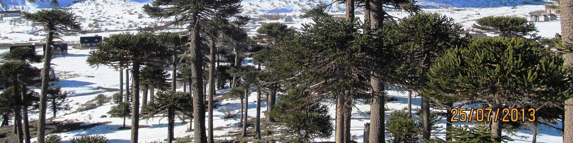 Typical Araucaria tree, ancient species of the place.
