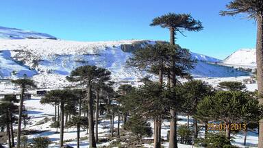 Typical Araucaria tree, ancient species of the place.