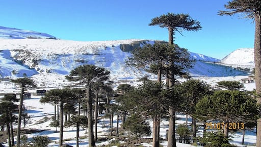 Typical Araucaria tree, ancient species of the place.