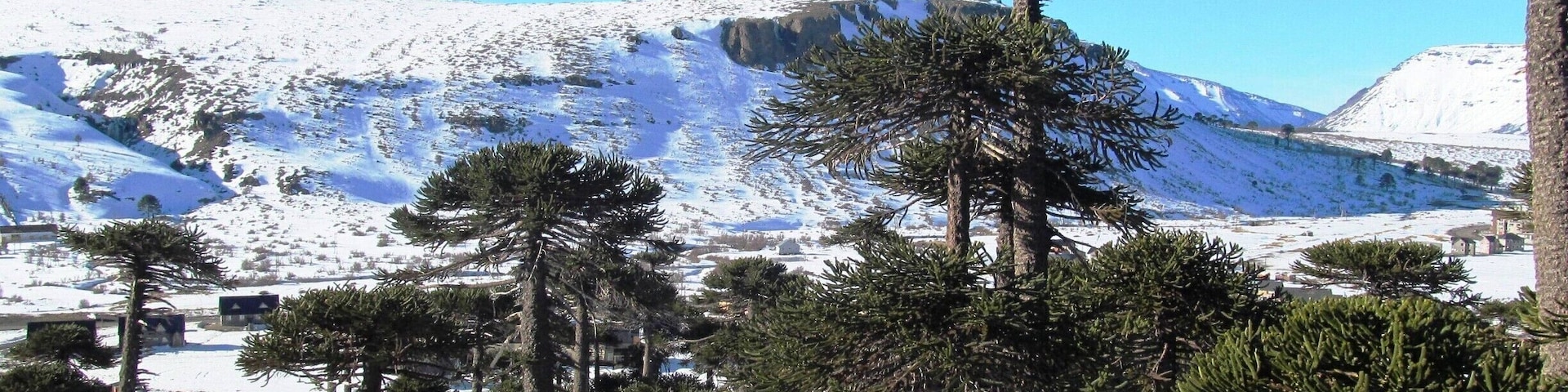 Typical Araucaria tree, ancient species of the place.