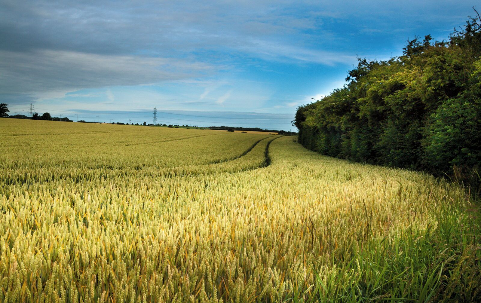 Summer Field IMG_3506.JPG