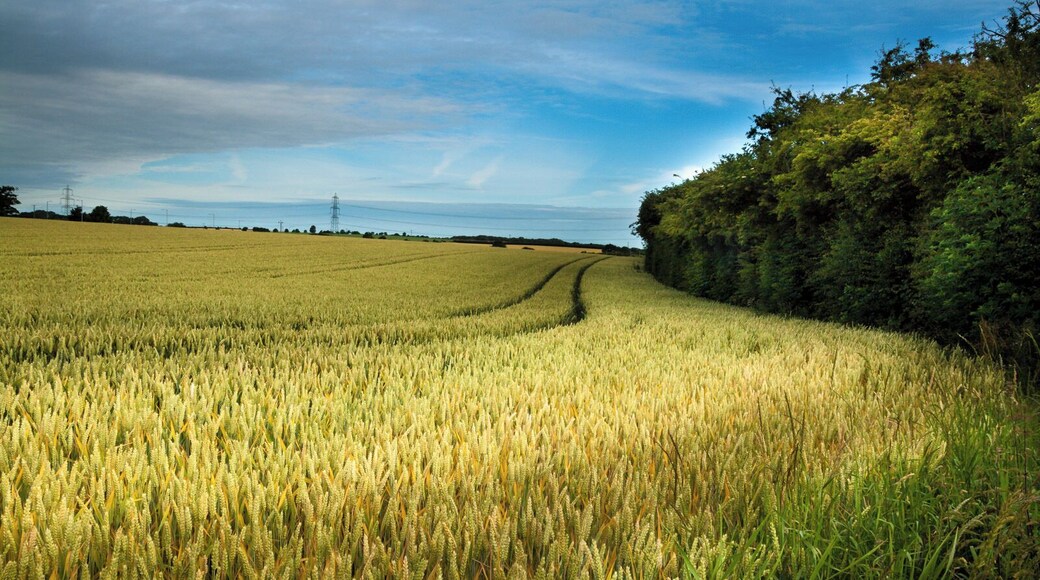 Summer Field IMG_3506.JPG