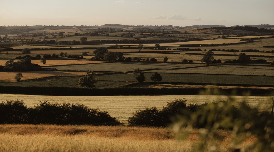 View to the green and yellow fields from the hill.