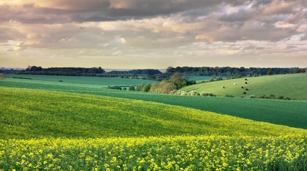 Little Weighton, East Riding of Yorkshire, England.