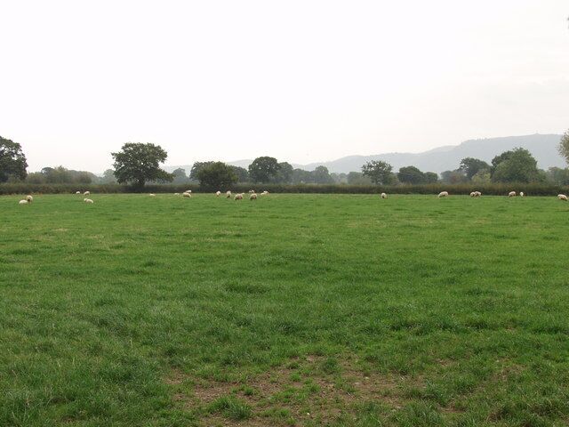 Great grazing country Look at all those big hedgerows and great hedgerow trees.