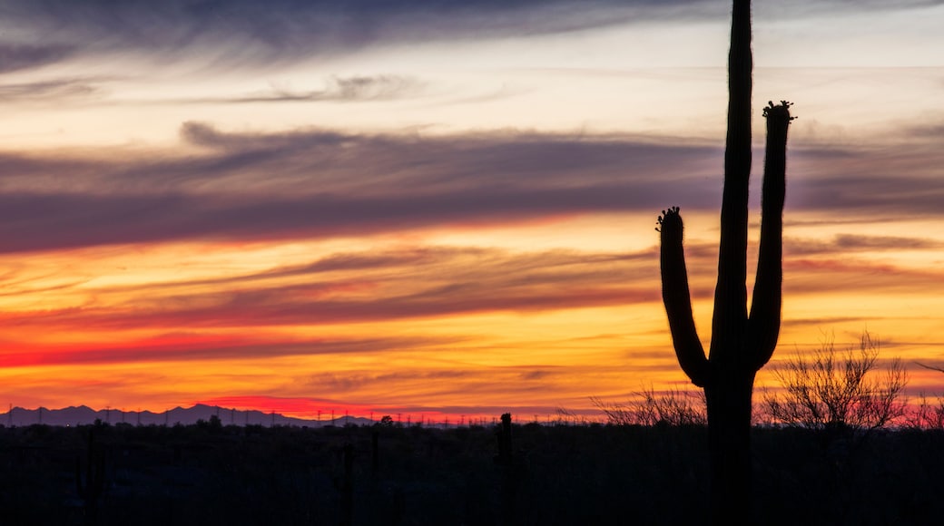 A desert landscape with a prominent saguaro cactus silhouetted against a sunset sky.