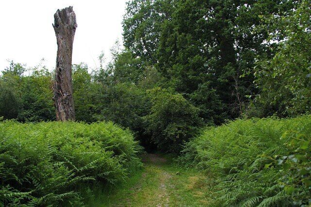 Beechen Wood Footpath. The dead tree on the left of the footpath seems to be a favourite spot with the local woodpecker population in Beechen Wood.