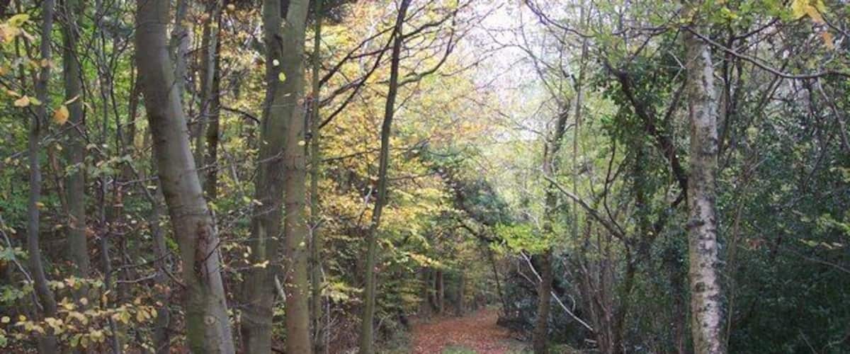 A forest path covered with fallen leaves.