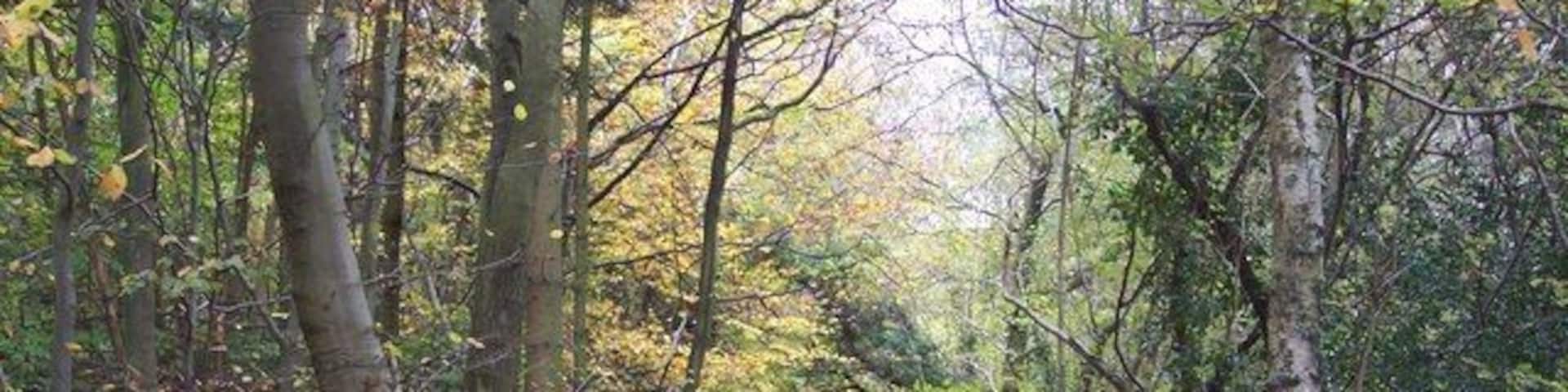 A forest path covered with fallen leaves.