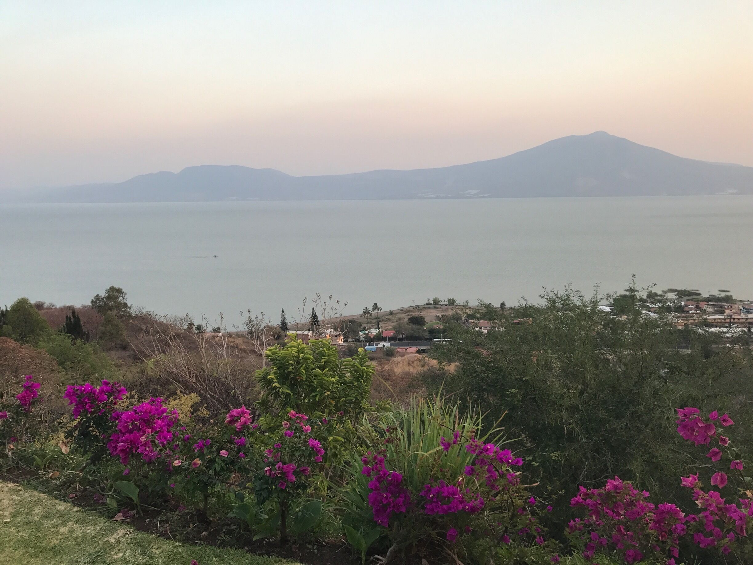 A coastal landscape with mountains in the background, a body of water, and purple flowers in the foreground.