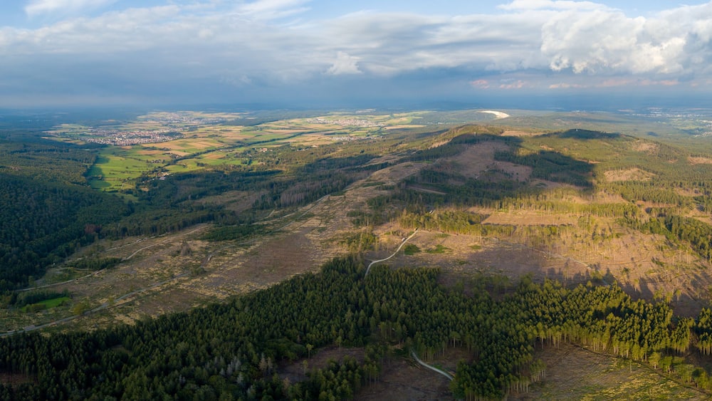 Waldsterben im Taunus durch den Klimawandel, Borkenkäfer und Trockenheit, Hessen Deutschland