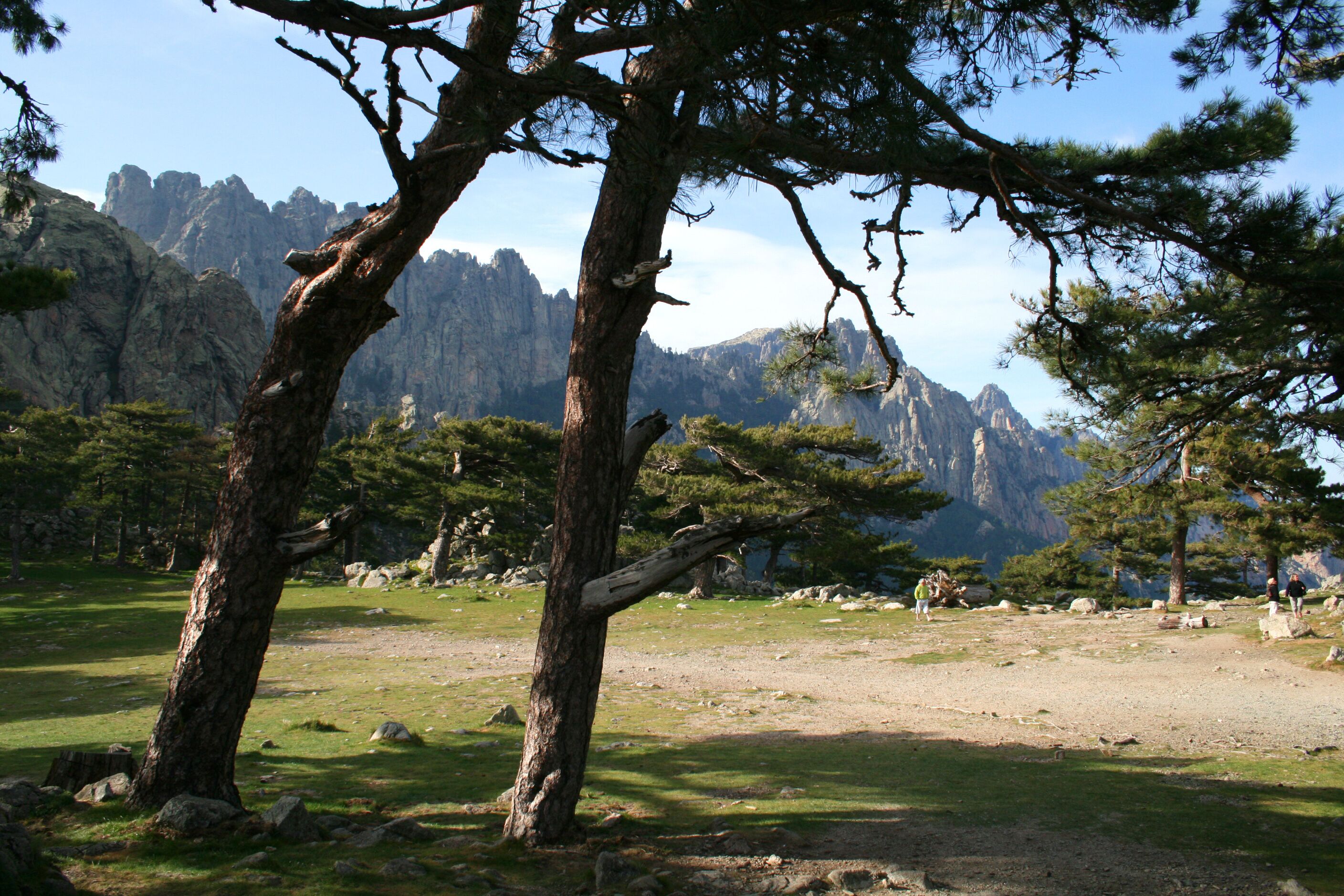 Zonza France (Corse-du-Sud), the Bavella needles. Trees are Pinus nigra subsp. salzmannii var. corsicana.