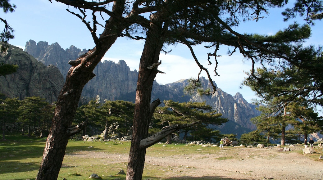 Zonza France (Corse-du-Sud), the Bavella needles. Trees are Pinus nigra subsp. salzmannii var. corsicana.