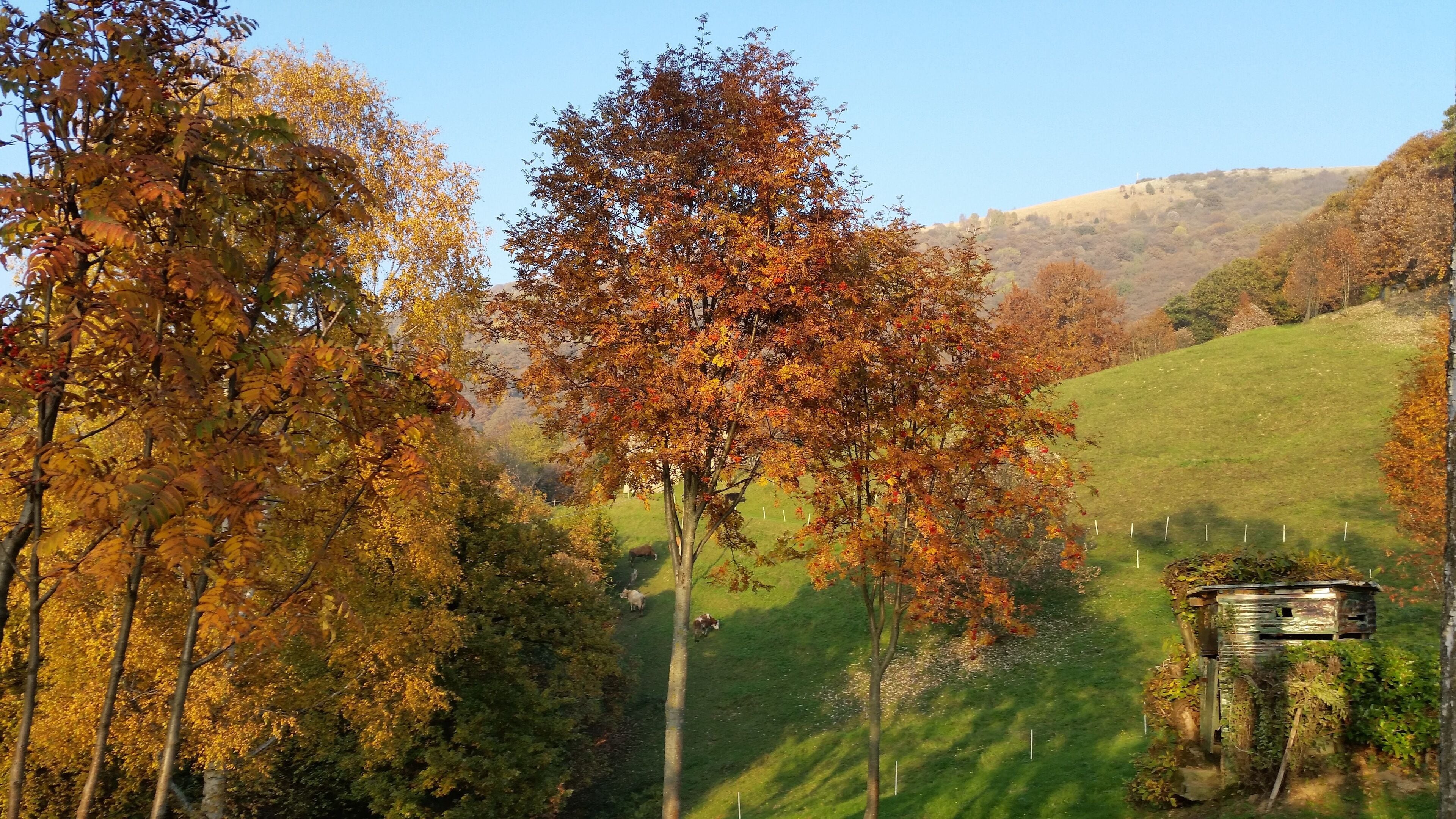 A rural landscape with autumn-colored trees, a grassy hill, and a small wooden structure.