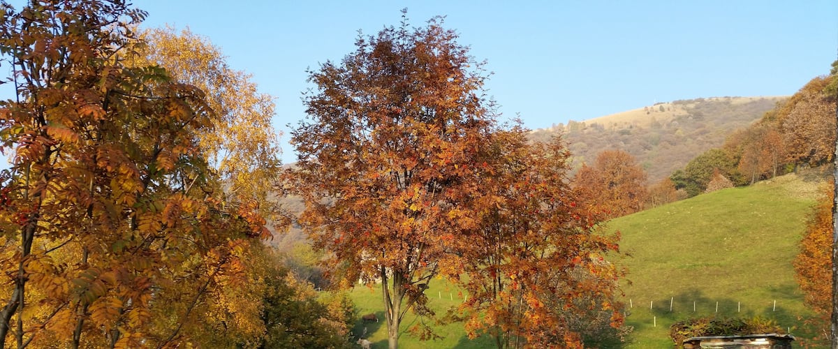 A rural landscape with autumn-colored trees, a grassy hill, and a small wooden structure.