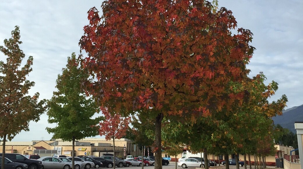 Love when these tress turn in the fall!