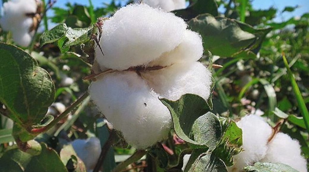 Cotton fields ready for picking in La Union (Anthony), New Mexico