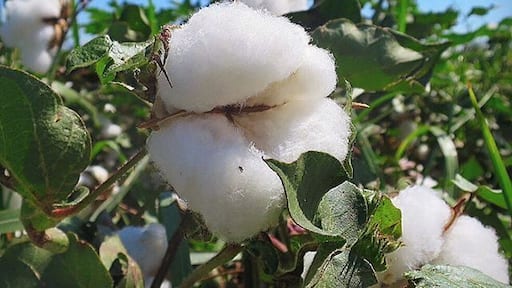 Cotton fields ready for picking in La Union (Anthony), New Mexico