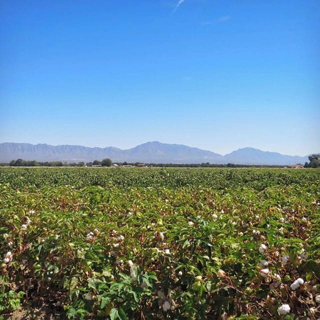Cotton fields in bloom in La Union (now known as Anthony) New Mexico with the Organ Mountains in the background