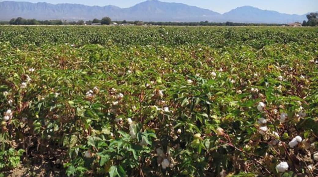 Cotton fields in bloom in La Union (now known as Anthony) New Mexico with the Organ Mountains in the background