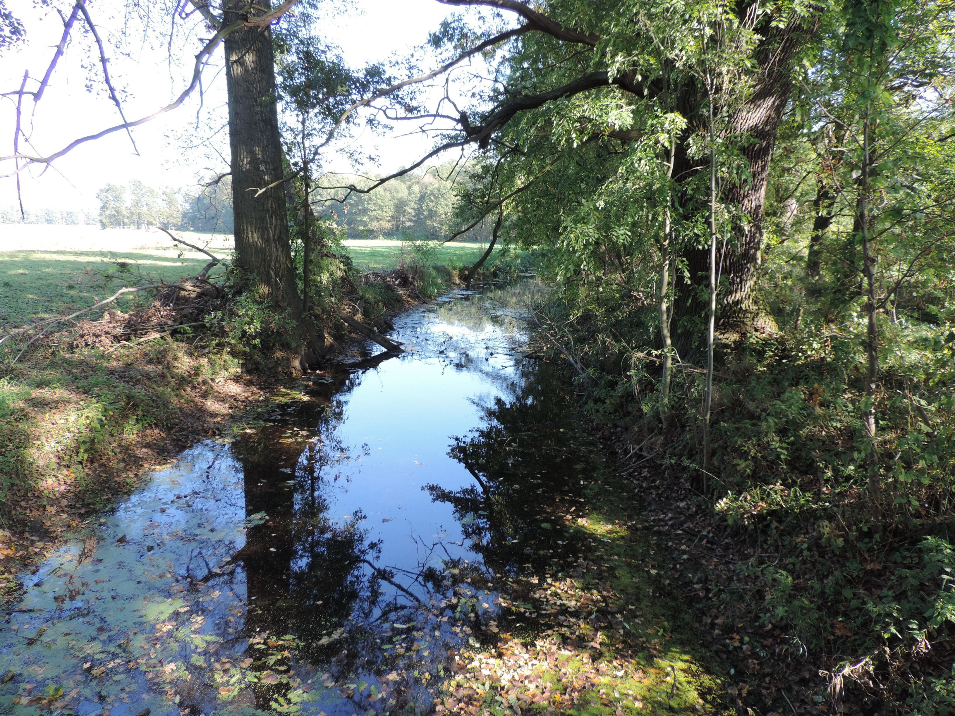 Hammerfließ im Naturschutzgebiet „Schöbendorfer Busch“, Baruth/Mark