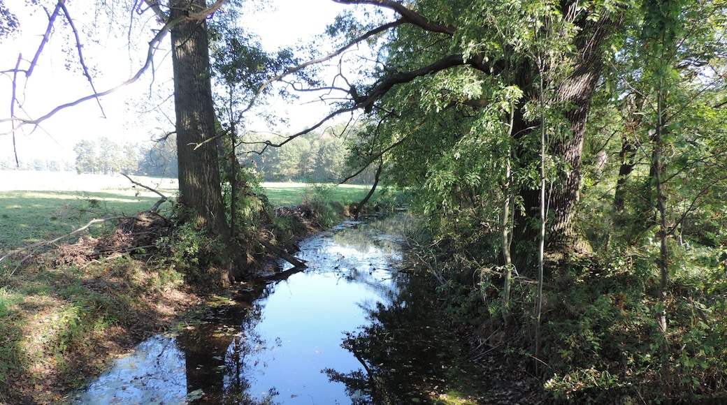 Hammerfließ im Naturschutzgebiet „Schöbendorfer Busch“, Baruth/Mark