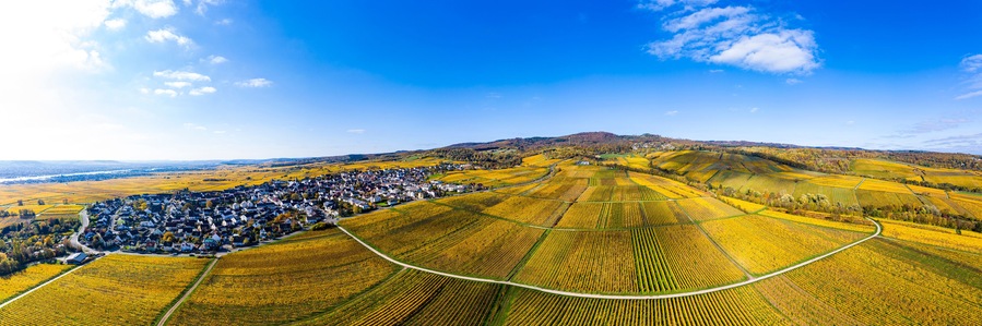 Germany, Hesse, Oestrich-Winkel, Helicopter view of countryside town surrounded by yellow autumn vineyards