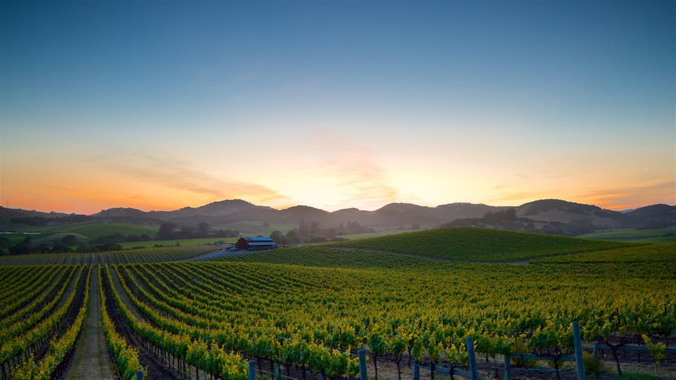 A vineyard with rows of grapevines and a barn in the distance.
