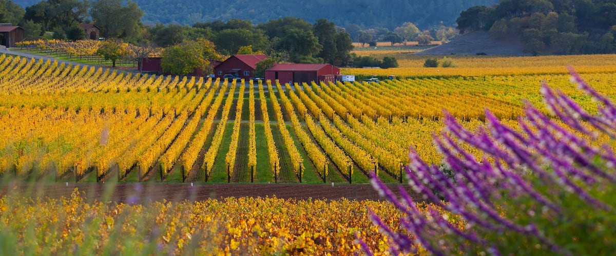 A vineyard with rows of grapevines, a red barn, and a forested hill in the background.